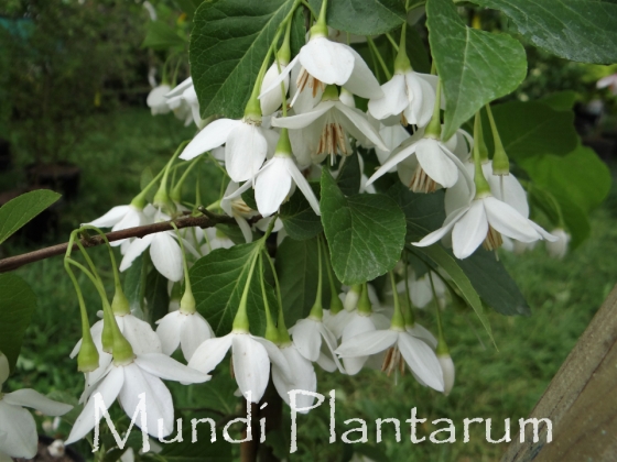 Styrax Japonicus Emerald Pagoda Mundi Plantarum 5580